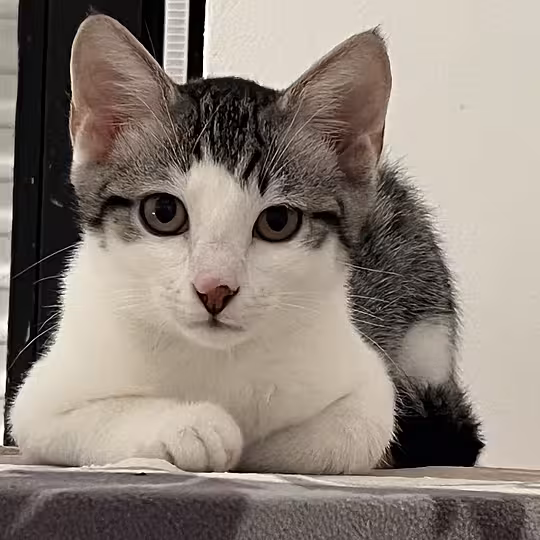 Foto von OLI