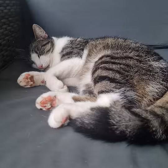 Foto von *Vermittlungshilfe* Fritz 