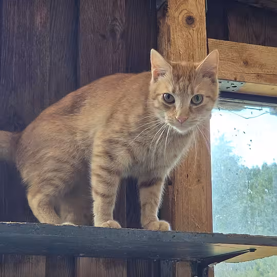 Foto von Merlin