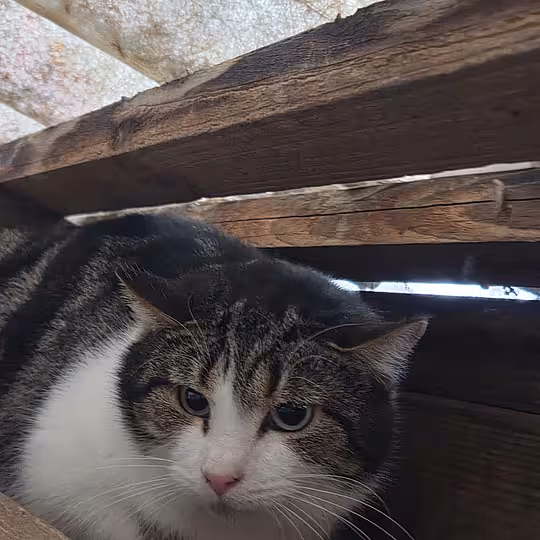 Foto von Ernie