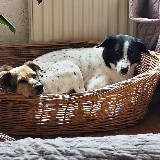 Foto von Kalli