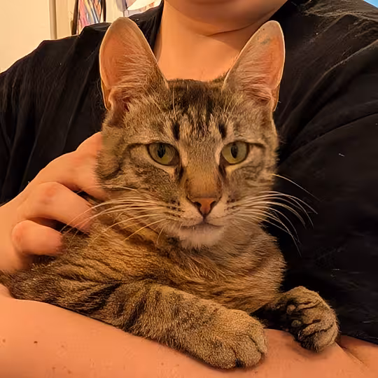 Foto von Findus