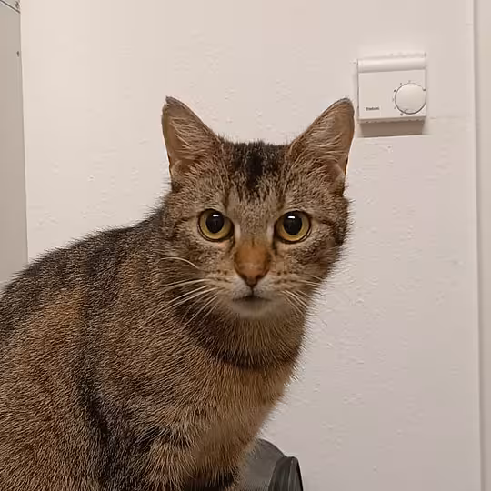 Foto von Babette