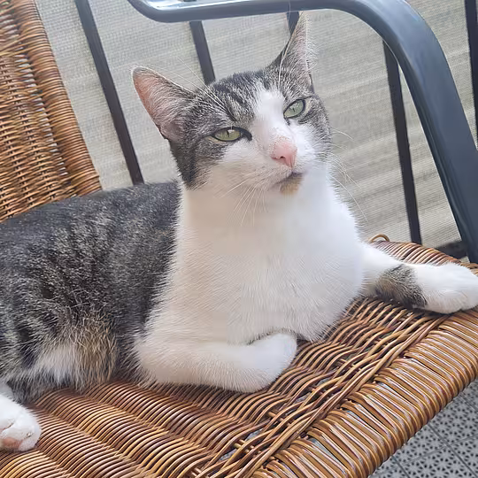 Foto von *Vermittlungshilfe* Fritz 