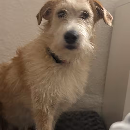 Foto von Tallulah
