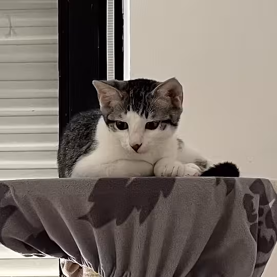 Foto von OLI