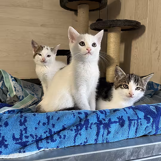 Foto von LOUIS
