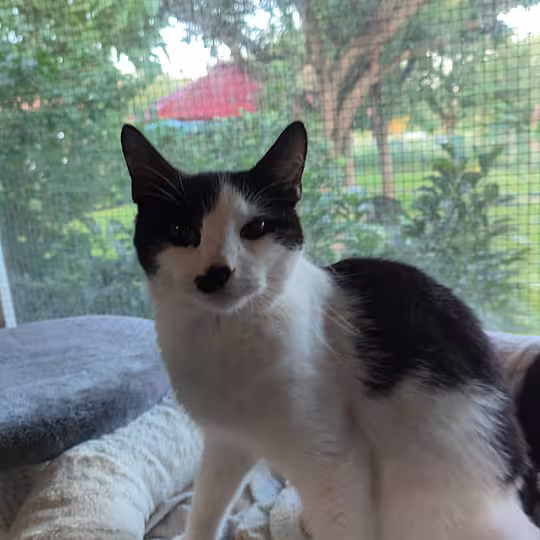 Foto von Nero