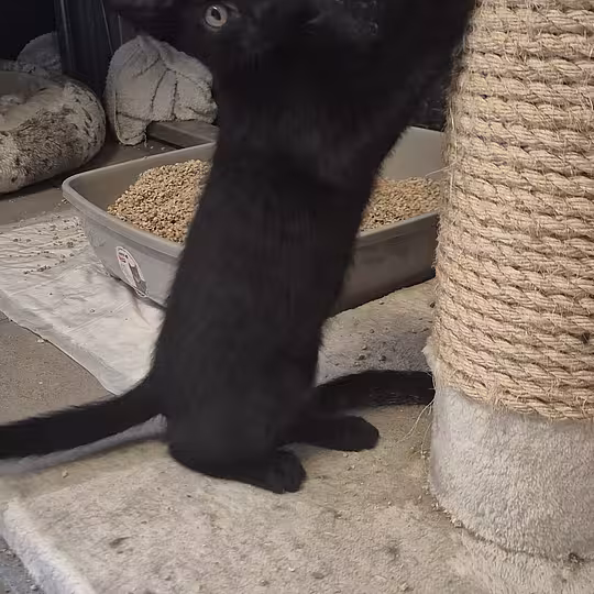 Foto von Katzenkinder