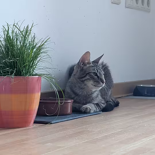 Foto von Findus