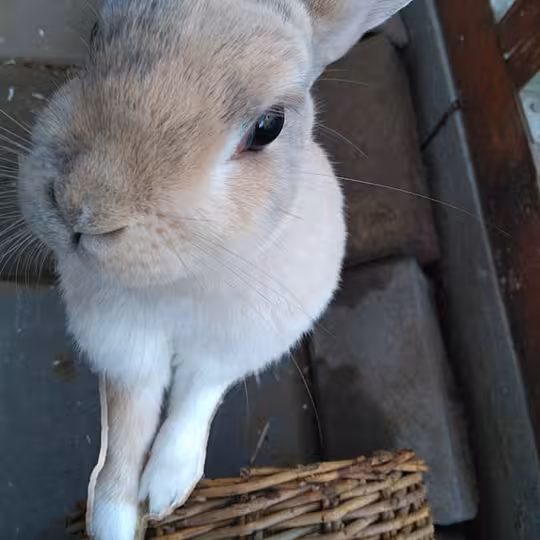 Foto von Ronja, Lovis und Mattis (Privatvermittlung)