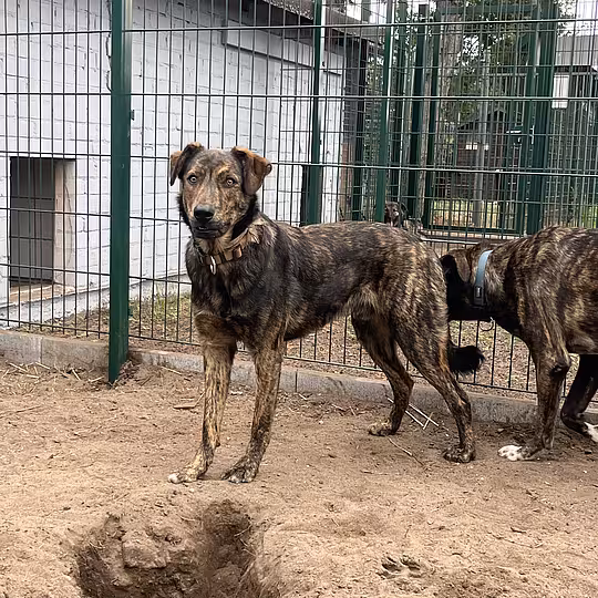 Foto von Buddy