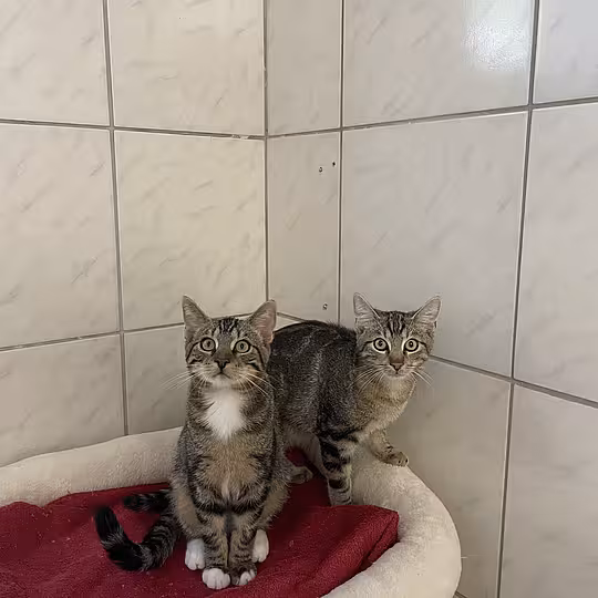 Foto von Winston & Preston