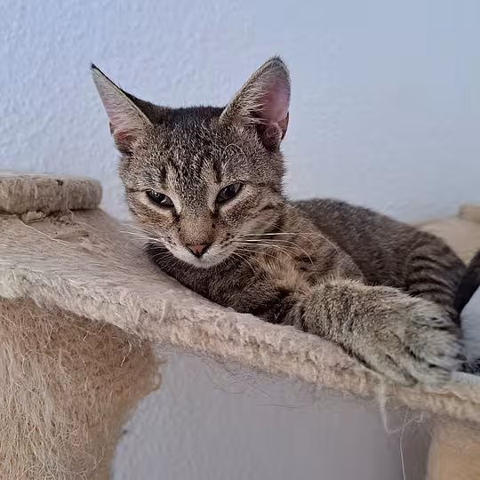 Foto von Bumblebee
