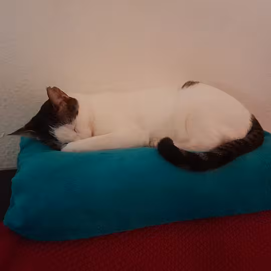 Foto von Trollo