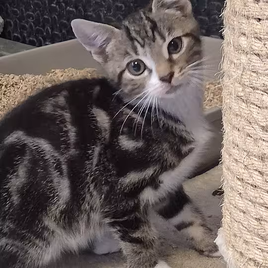Foto von Katzenkinder