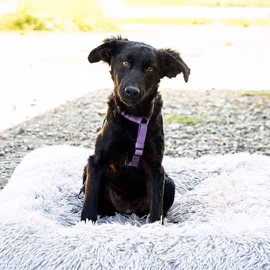 Foto von Nala