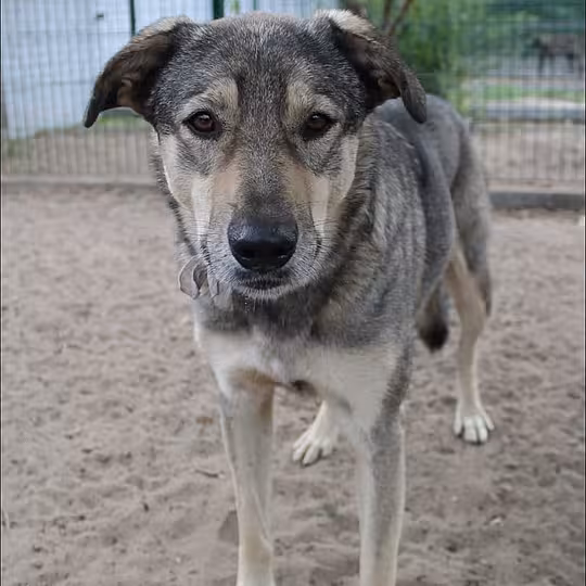 Foto von Athena
