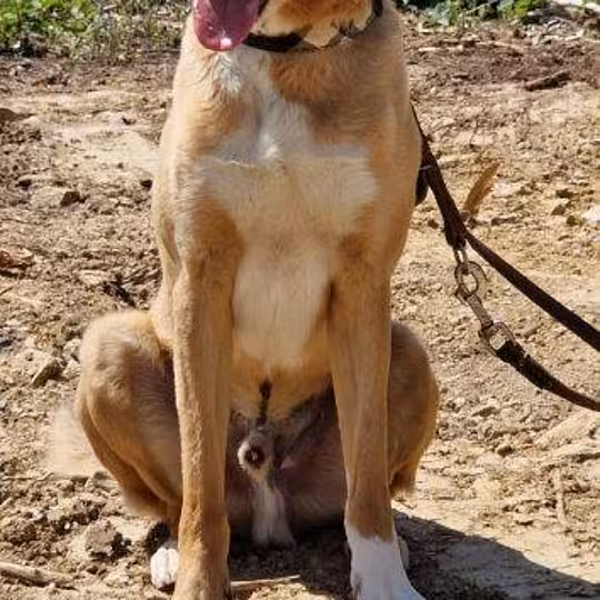 Foto von Toffee
