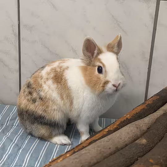 Foto von Zilly
