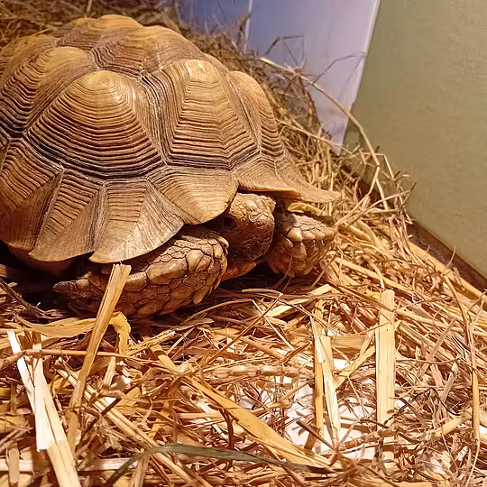 Foto von Pflegestelle Lieselotte