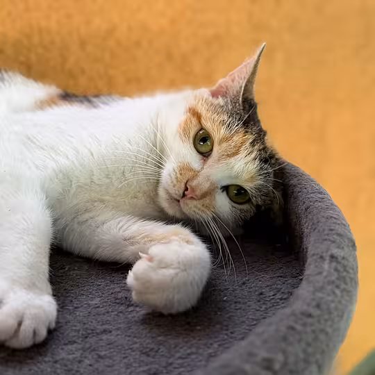 Foto von Ivy