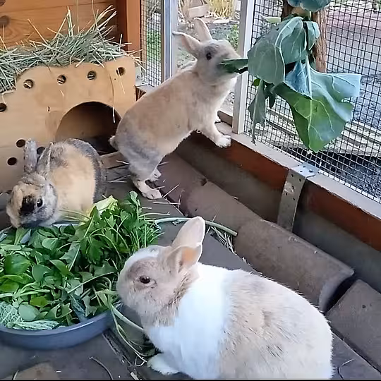 Foto von Ronja, Lovis und Mattis (Privatvermittlung)