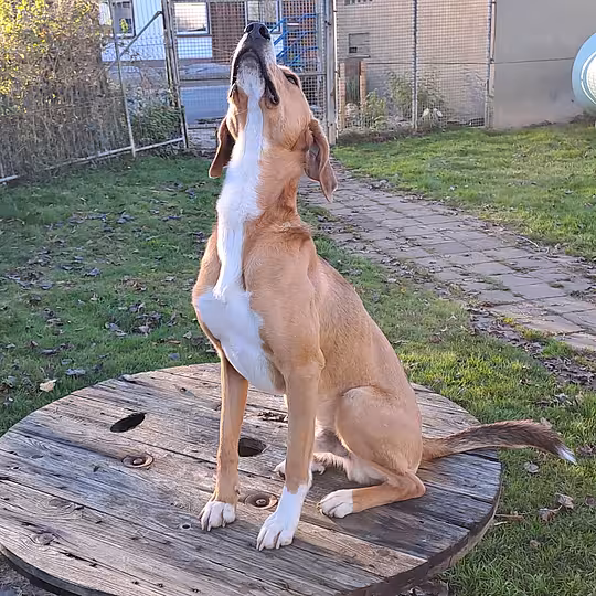 Foto von Toffee
