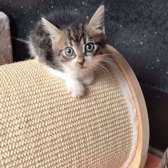 Foto von Katzenkinder
