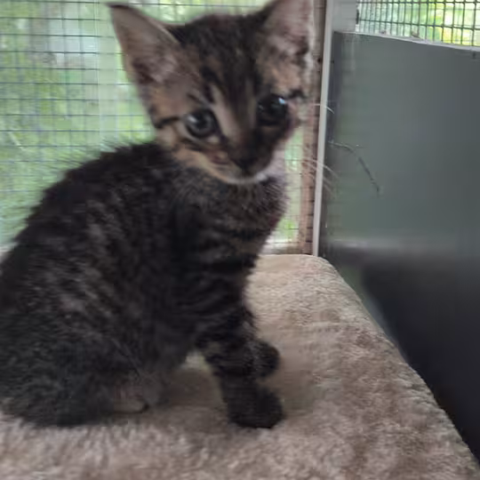 Foto von Katzenkinder