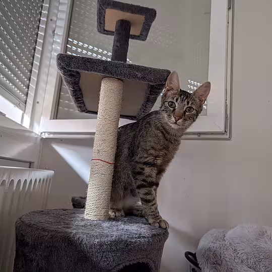 Foto von Findus