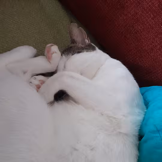 Foto von Trollo