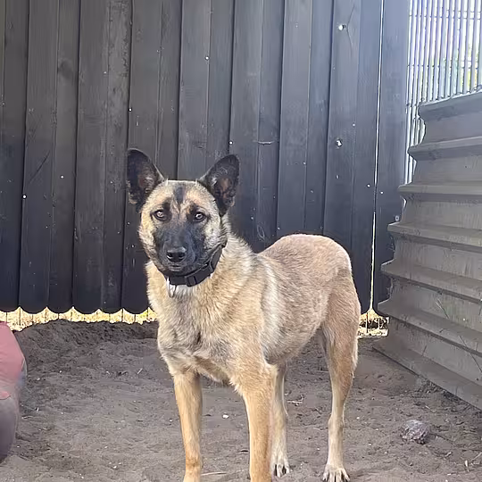 Foto von Ziva