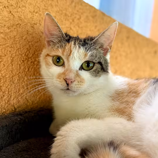 Foto von Ivy