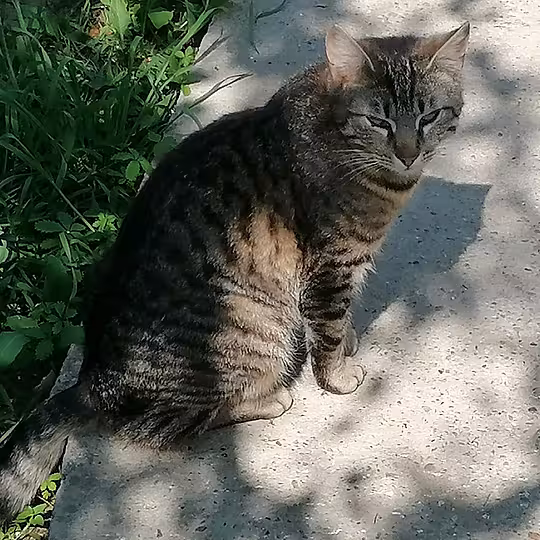 Foto von Findus