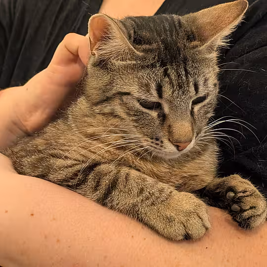 Foto von Findus
