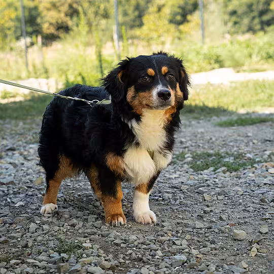 Foto von Amano