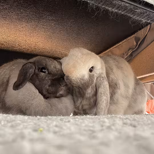 Foto von Zuzu & Lili (Privatvermittlung)