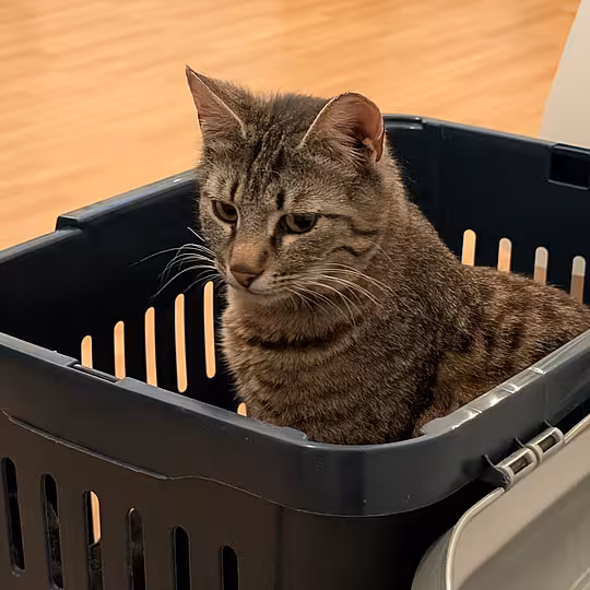 Foto von Findus