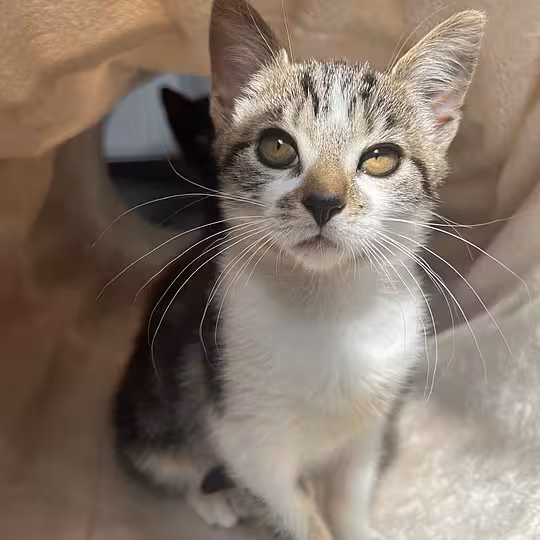 Foto von Katzenkinder 2026