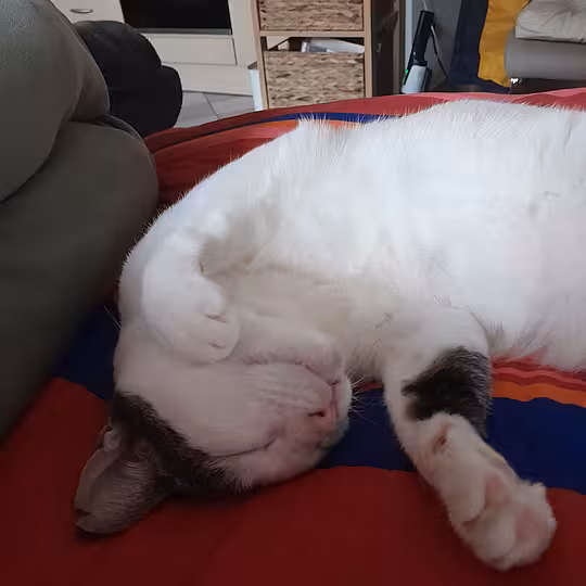 Foto von Trollo