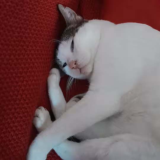 Foto von Trollo