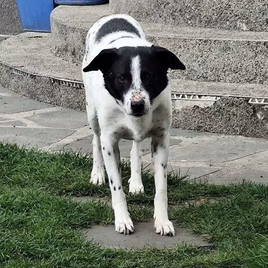 Foto von Kalli