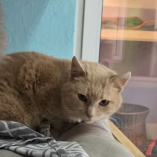 Foto von Toby