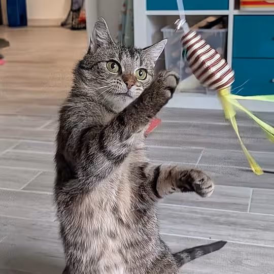 Foto von Babette