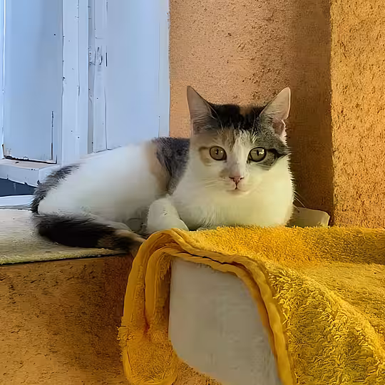 Foto von Ivy