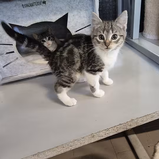 Foto von Katzenkinder