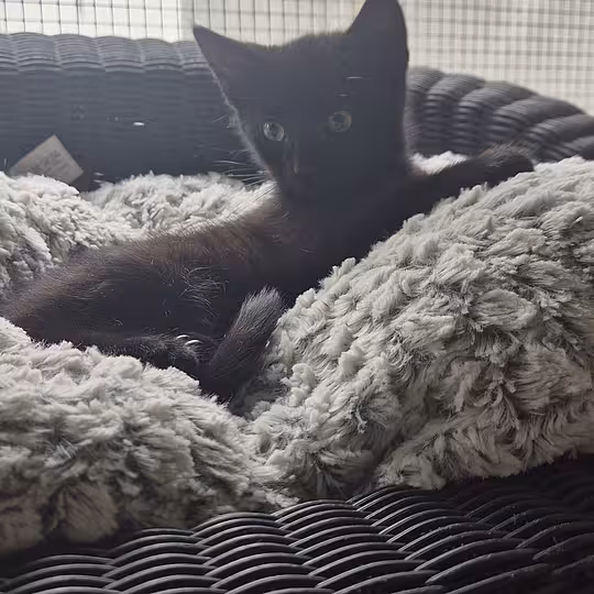 Foto von Katzenkinder