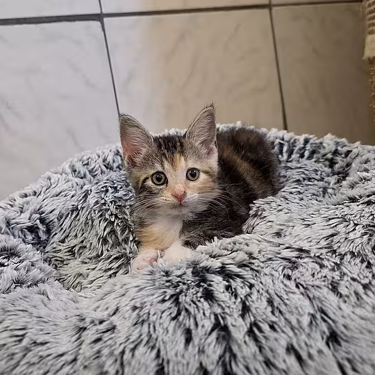Foto von Felia