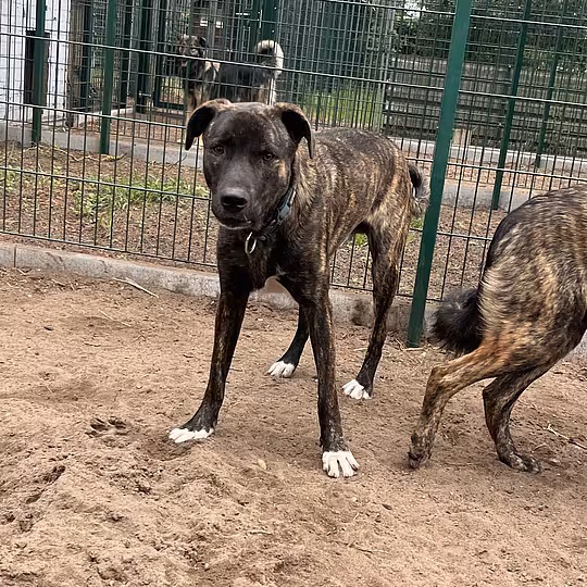 Foto von Bruno